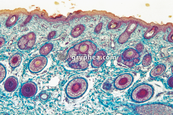 Peau avec poils CT x25 - gryphea.org